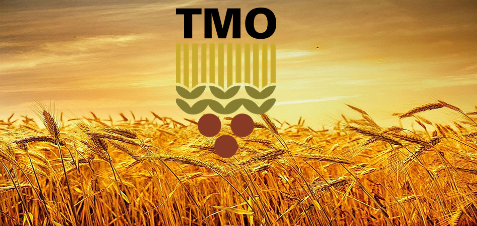 TMO, 2025-2026 Fındık Alım Fiyatlarını Açıkladı